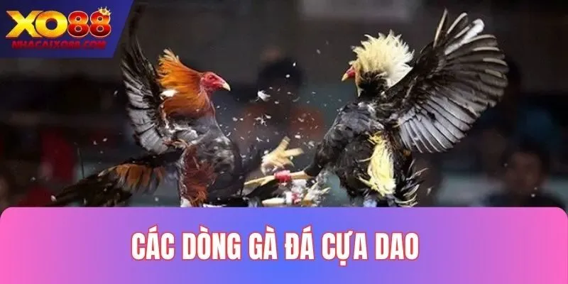 3 dòng chiến kê cựa dao phổ biến nhất hiện nay