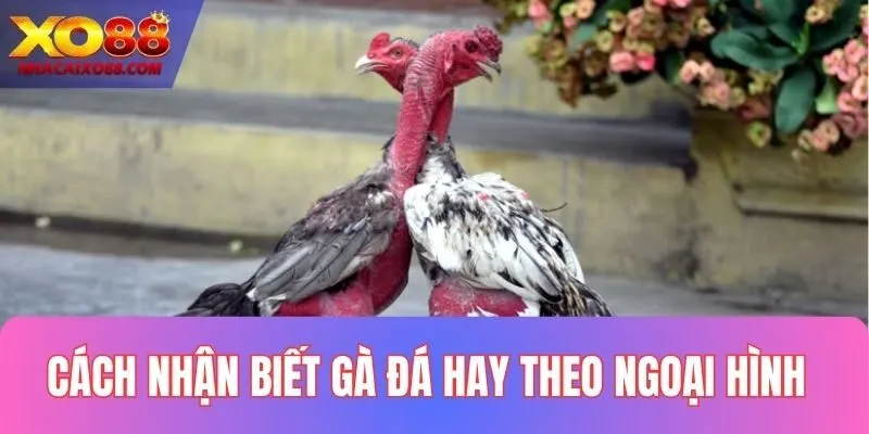Cách nhận biết gà đá hay theo ngoại hình cực chuẩn