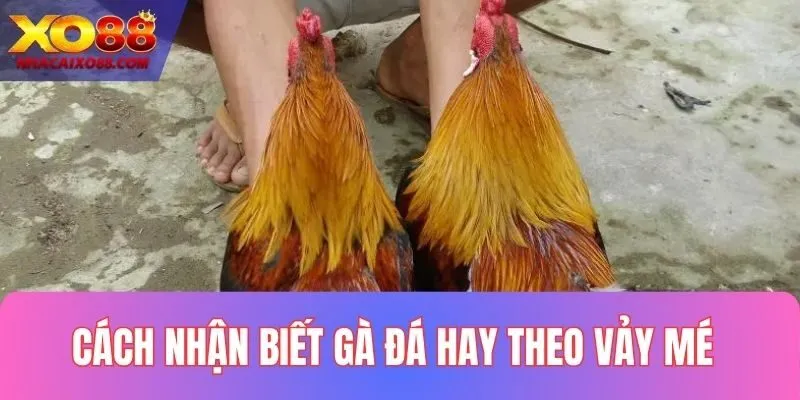 Xem gà đá hay theo vảy mé cực hiệu quả