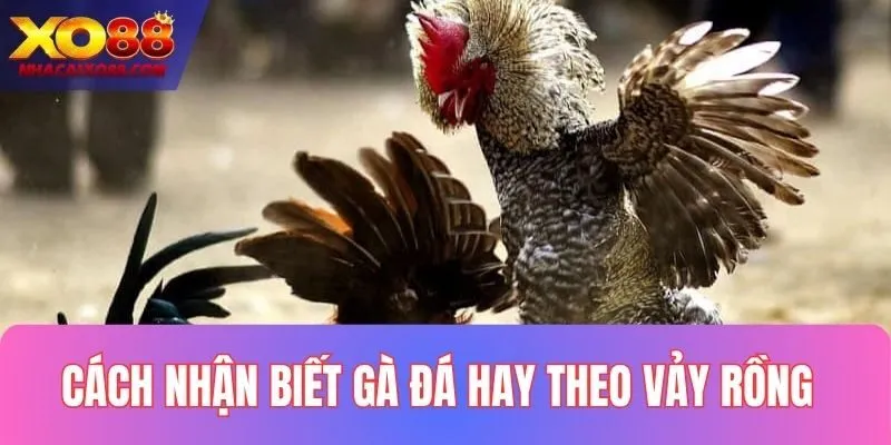 Cách nhận biết gà đá hay dựa vào vảy rồng
