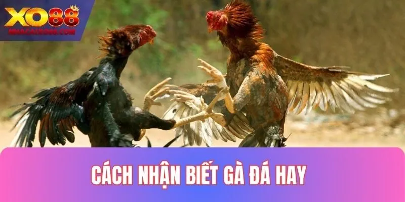 Cách Nhận Biết Gà Đá Hay
