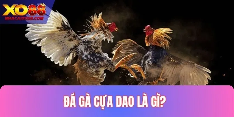 Đá Gà Cựa Dao Là Gì