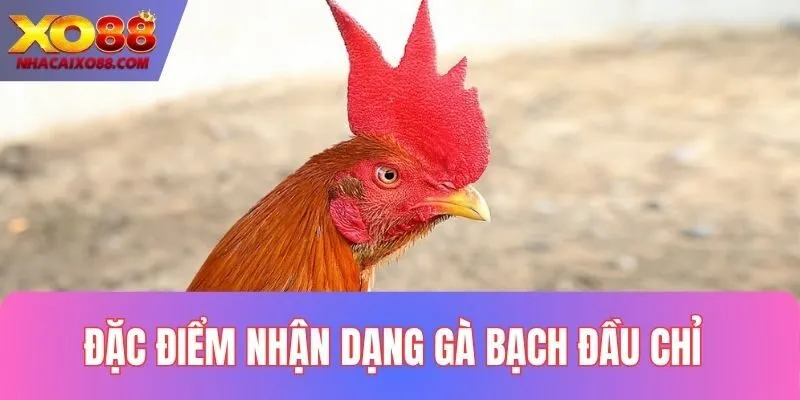 Đặc điểm nhận dạng Bạch Đầu Chỉ dễ nhất