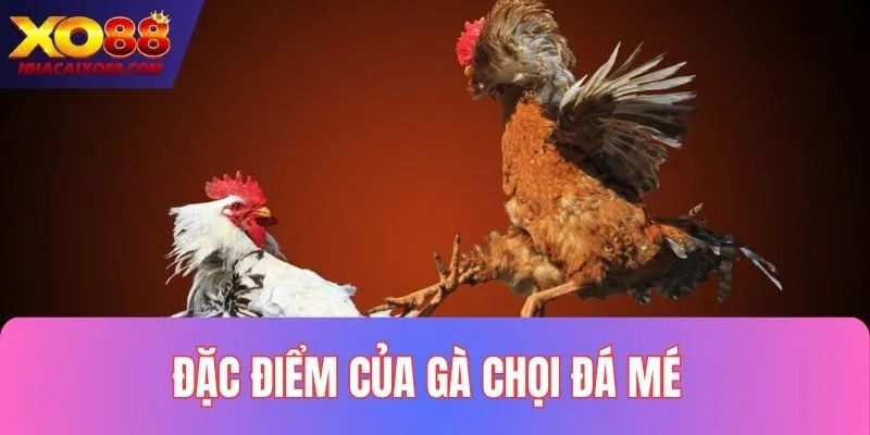 Điểm đặc trưng của gà chọi đá mé