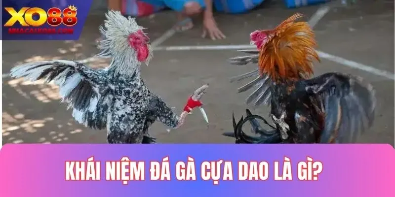 Hiểu chính xác đá gà cựa dao là gì?