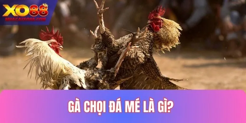 Gà Chọi Đá Mé Là Gì