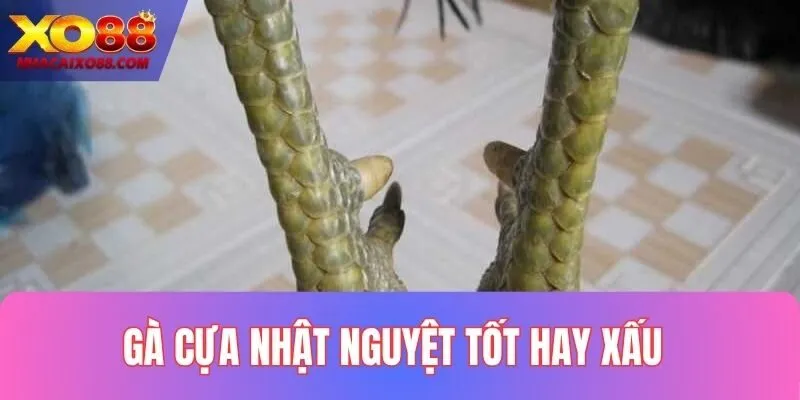 Gà Cựa Nhật Nguyệt Tốt Hay Xấu