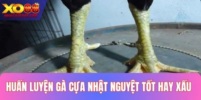 Cách huấn luyện gà cựa nhật nguyệt tốt hay xấu