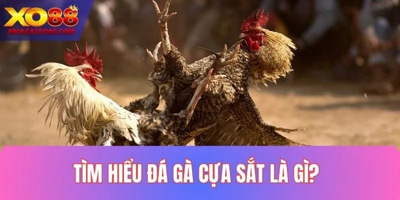 Sơ lược về chọi gà cựa sắt