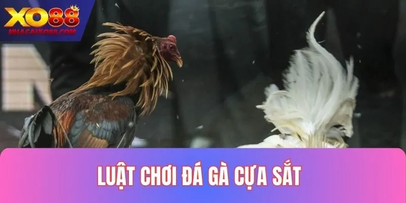 Chia sẻ luật chơi đá gà cựa sắt từ a đến z