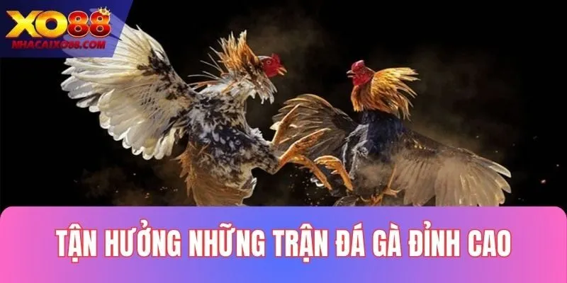 Mãn nhãn với những trận đá gà đỉnh cao diễn ra trên XO88