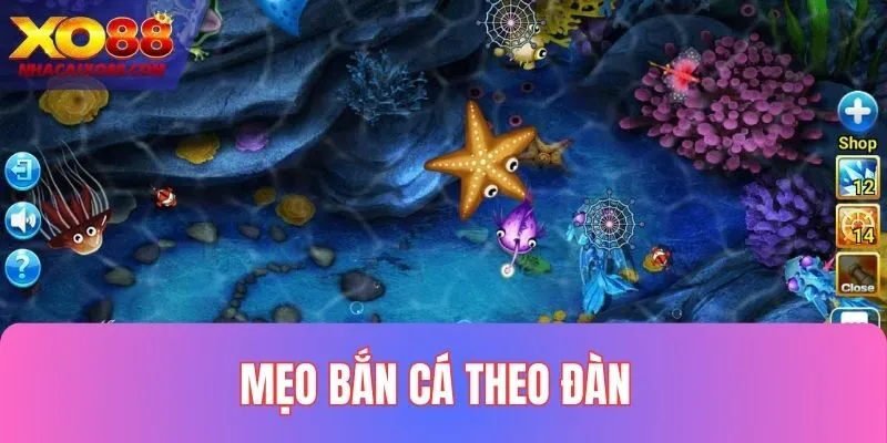 Mẹo săn cá theo đàn mang lại hiệu quả tốt