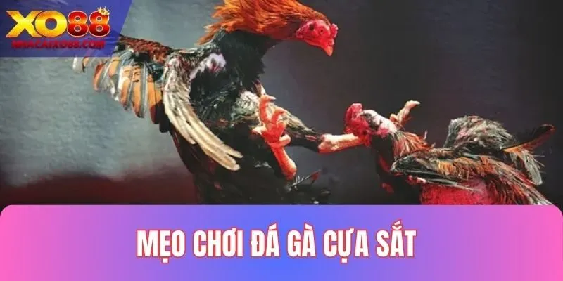 Mẹo chơi đá gà thắng lớn do chuyên gia chia sẻ