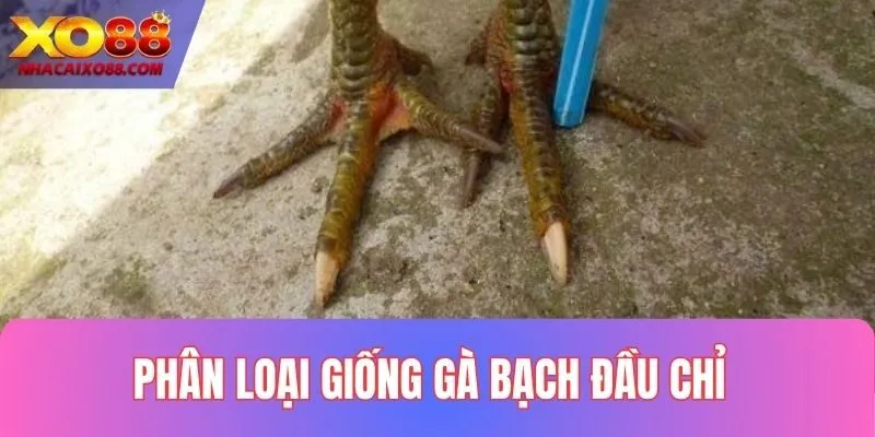 Phân loại các giống Bạch Đầu Chỉ phổ biến hiện nay