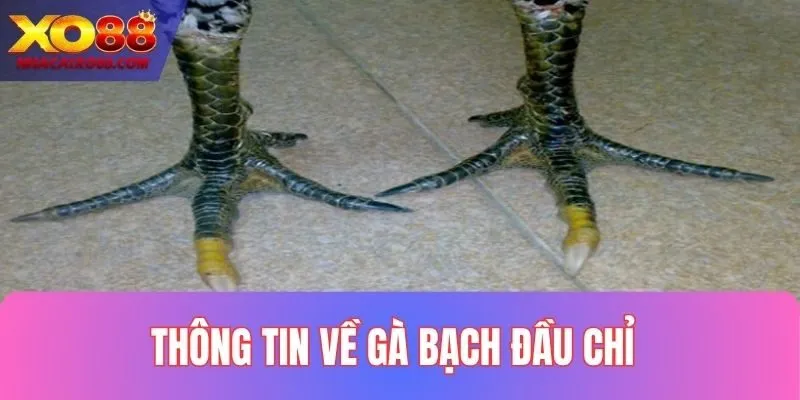 Thông tin về giống gà Bạch Đầu Chỉ 2025