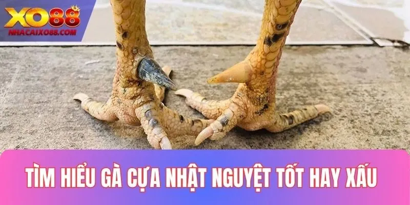Tìm hiểu gà cựa nhật nguyệt tốt hay xấu chuẩn nhất