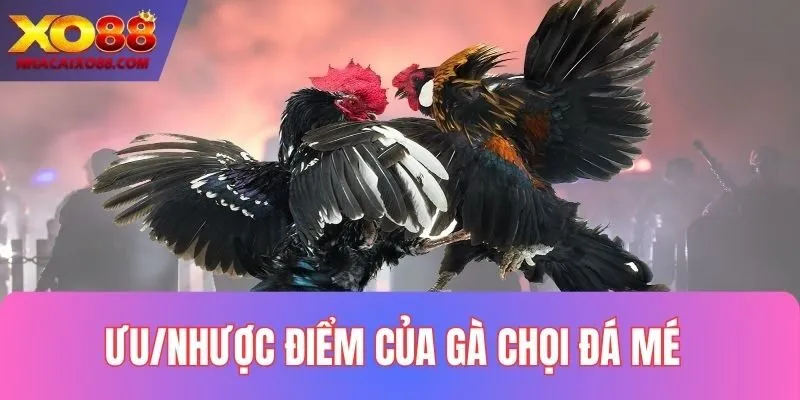 Tìm hiểu ưu, nhược điểm của gà đá mé